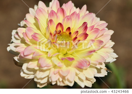 Dahlia (Spring autumn leaves) 43243466
