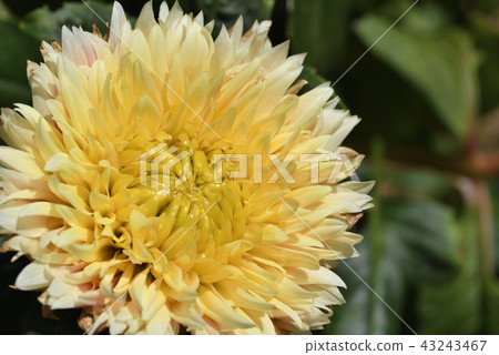 Dahlia (day to day) Dahlia (day to day) 43243467