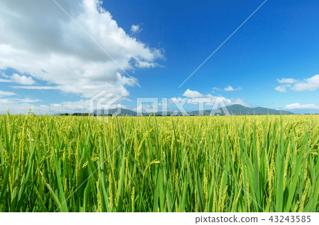 [Niigata] Paddy fields in the Echigo Plain and Mt. Yahiko and Mt. Tsunoda 43243585