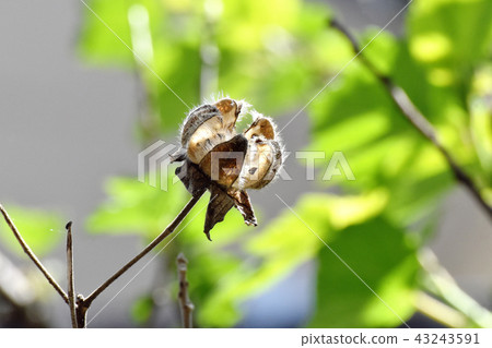 The seeds of Fuyo that will be Mitaka Nakahara The seeds of Fuyo that will be Mitaka Nakahara 43243591