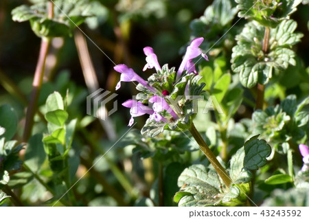 Hotokenoza blooming in Mitaka Nakahara 43243592
