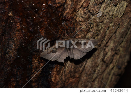 Osgrötomoe 43243644