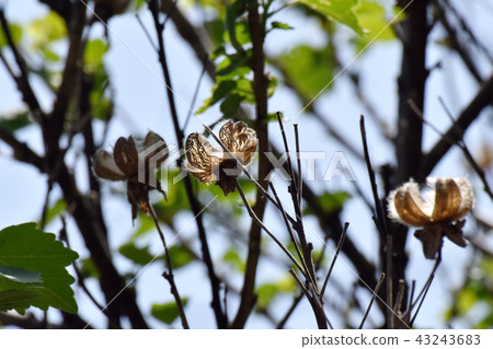 The seeds of Fuyo that will be Mitaka Nakahara 43243683