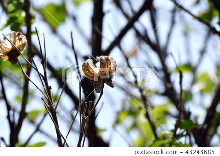 The seeds of Fuyo that will be Mitaka Nakahara 43243685