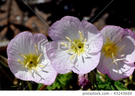 開花在三鷹中原的小山櫻桃樹 43243689