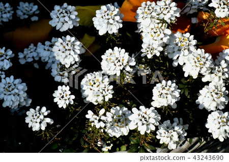 在三鷹中原開花的伊比利斯 43243690