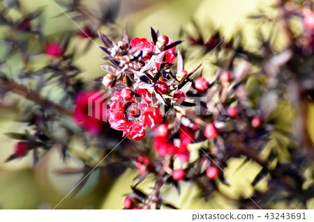 A red gourd (peach flower double flower) flower that blooms in Mikasa Nakahara 43243691