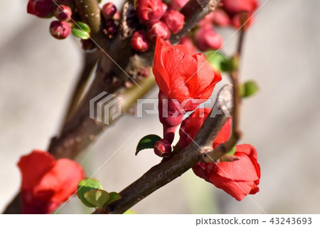 開花在三鷹中原的開花的花 43243693