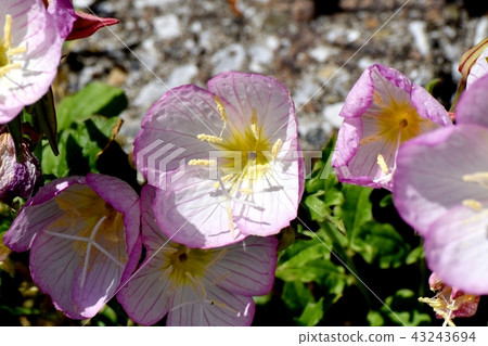 開花在三鷹中原的小山櫻桃樹 43243694