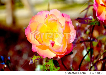Anne Frank Rose Blooming in Mitaka Sengawa Park 43243833