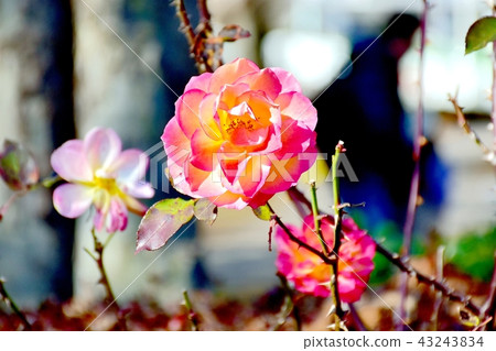 Anne Frank Rose Blooming in Mitaka Sengawa Park 43243834