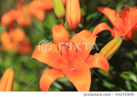 Lily 43243909