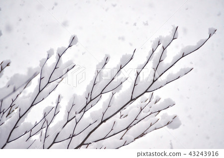 Snow lying on branches 43243916