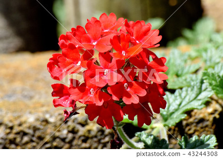 Red Verbena Blooming in Mitaka Nakahara Red Verbena Blooming in Mitaka Nakahara 43244308