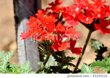 開花在三鷹中原的紅色馬鞭草屬植物 43244310