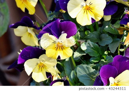 在三鷹中原開花的淺紫色中提琴(三色堇) 在三鷹中原開花的淺紫色中提琴(三色堇) 43244311