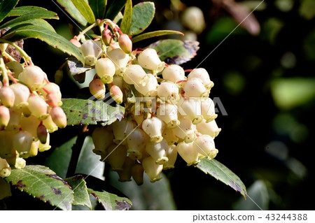 Strawberry flowers blooming in Mitaka Nakahara 43244388