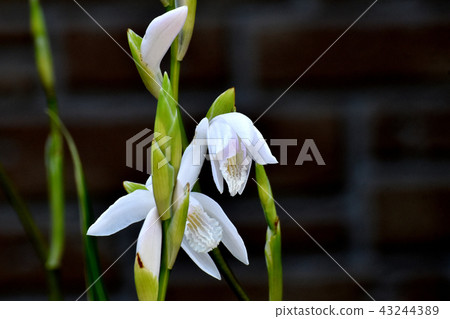 White Silang Blooming in Mitaka Nakahara White Silang Blooming in Mitaka Nakahara 43244389
