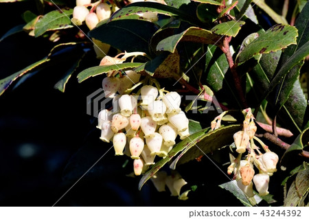Strawberry flowers blooming in Mitaka Nakahara Strawberry flowers blooming in Mitaka Nakahara 43244392