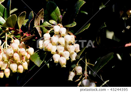 Strawberry flowers blooming in Mitaka Nakahara 43244395