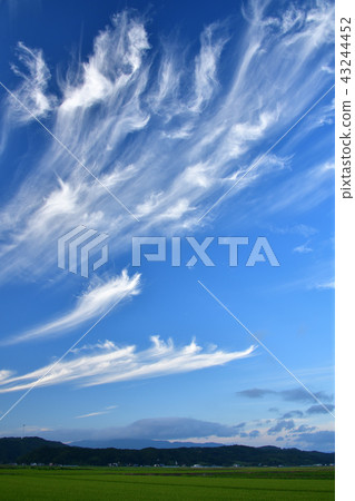 拍攝在北海道Esashi-cho的傍晚藍天中跳舞的蛋雲 43244452