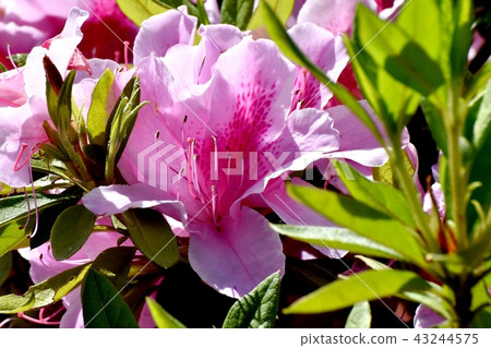 盛開在三鷹中原的平戶杜鵑花 盛開在三鷹中原的平戶杜鵑花 43244575