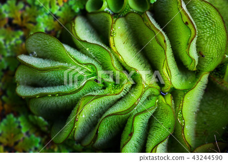 The pattern of aquatic plants The pattern of aquatic plants 43244590