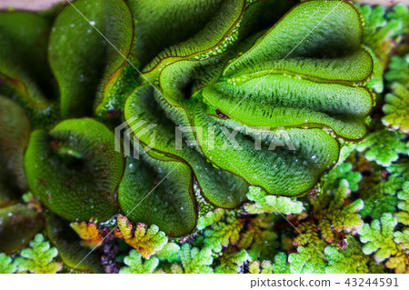 The pattern of aquatic plants The pattern of aquatic plants 43244591