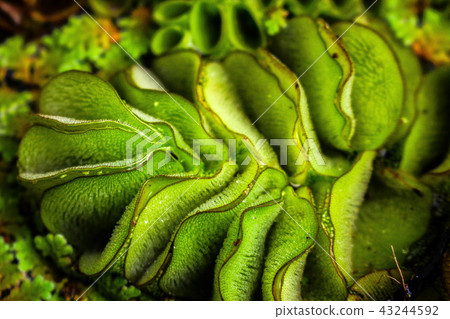 The pattern of aquatic plants The pattern of aquatic plants 43244592