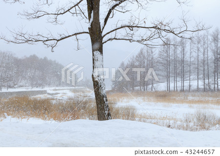 Snow, winter, valley, Pyeongchang-gun, Gangwon-do Snow, winter, valley, Pyeongchang-gun, Gangwon-do 43244657