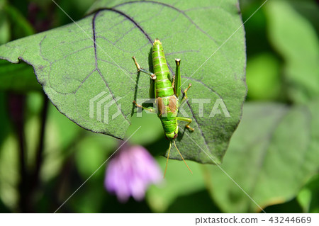Taking pictures of grasshoppers that are resting on the palm leaves of a coconut palm in Ayabe-cho, Hokkaido Taking pictures of grasshoppers that are resting on the palm leaves of a coconut palm in Ayabe-cho, Hokkaido 43244669