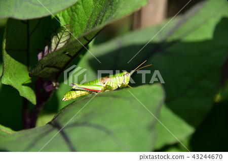 拍攝在北海道綾部町椰子樹的棕櫚葉上休息的蚱蜢 43244670