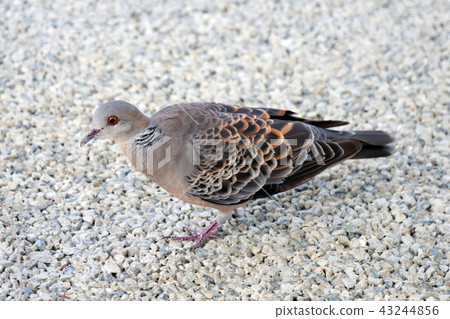 Turtledove  43244856