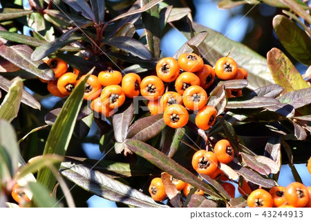 Pyracantha (Tachibanamodoki) to be Mitaka Nakahara 43244913