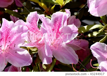 盛開在三鷹中原的平戶杜鵑花 盛開在三鷹中原的平戶杜鵑花 43244917