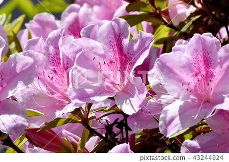Hirado azalea blooming in Mitaka Nakahara Hirado azalea blooming in Mitaka Nakahara 43244924