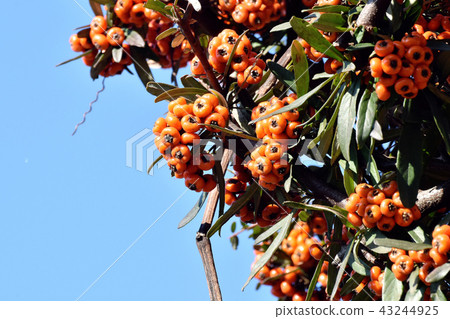 Pyracantha (Tachibanamodoki) to be Mitaka Nakahara Pyracantha (Tachibanamodoki) to be Mitaka Nakahara 43244925