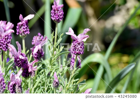 French lavender blooming in Mitaka Nakahara French lavender blooming in Mitaka Nakahara 43245080