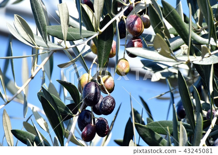 橄欖果成為三鷹中原 43245081