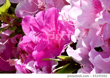 Hirado azalea blooming in Mitaka Nakahara Hirado azalea blooming in Mitaka Nakahara 43245082