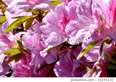 Hirado azalea blooming in Mitaka Nakahara Hirado azalea blooming in Mitaka Nakahara 43245210
