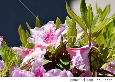 盛開在三鷹中原的平戶杜鵑花 盛開在三鷹中原的平戶杜鵑花 43245356