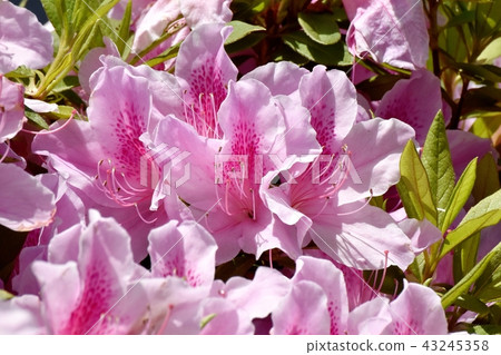 Hirado azalea blooming in Mitaka Nakahara 43245358