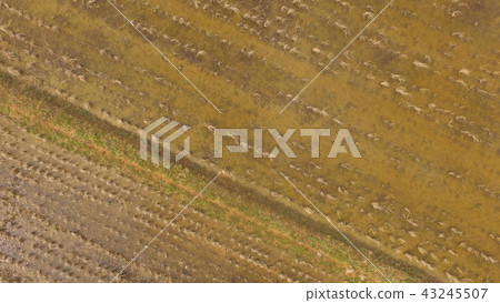 Rice paddy field of rainy season - Shot in Drone (Crane flying land / Kashiwa city, Kagoshima prefecture) 43245507