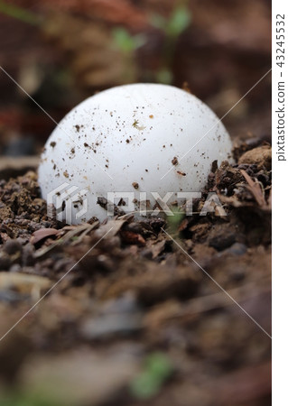 Marshmallow-like mushroom (Onifsubea) 43245532