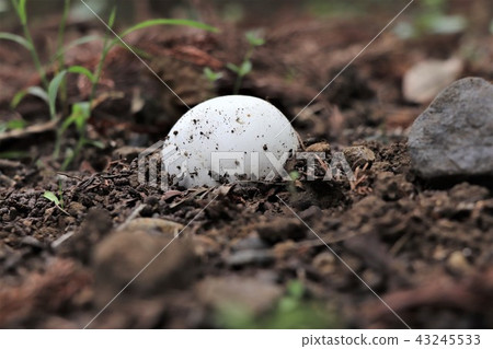 Marshmallow-like mushroom (Onifsubea) Marshmallow-like mushroom (Onifsubea) 43245533
