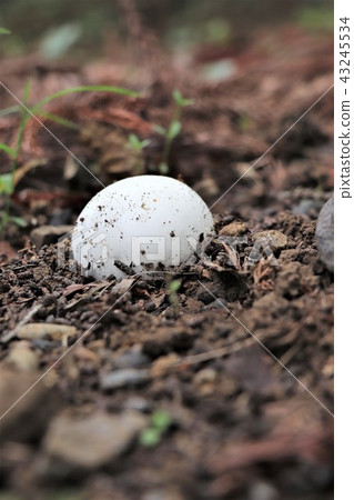 Marshmallow-like mushroom (Onifsubea) 43245534