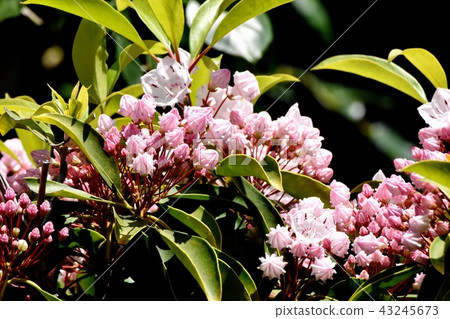 Karmia blooming in Mitaka Nakahara (American rhododendron) 43245673