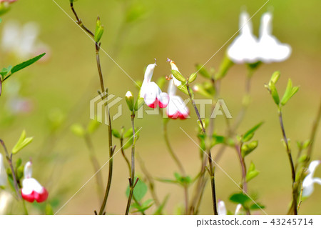 開花在三鷹中原的Salvia microfilla 開花在三鷹中原的Salvia microfilla 43245714