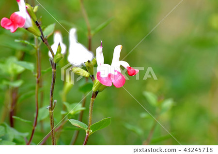 Salvia microfilla blooming in Mitaka Nakahara Salvia microfilla blooming in Mitaka Nakahara 43245718